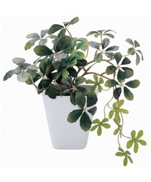 BACKYARD FAMILY（バックヤードファミリー）の「光触媒 インテリアグリーン KUポット（インテリア雑貨）」