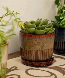 MILLION CARATS(�~���I���J���b�c)�̉��̃O���f����l�f������X�g���C�v���|�b�g�B�A���̕\���������������Ă��i�J���[�́sSTREAK�V���[�Y�t�@S�T�C�Y(�t�����[�x�[�X)