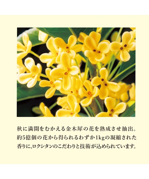 L'OCCITANE（ロクシタン）の「【数量限定】オスマンサス オードトワレ 10mL ミニサイズ（香水・レディース・その他・FREE）」の5枚目の写真