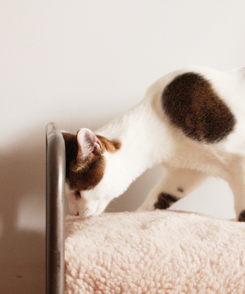 journal standard Furniture (ジャーナルスタンダードファニチャー)の「SENS BED for CAT(ペット用クッション/マット・レディース・その他・FREE)」の14枚目の写真