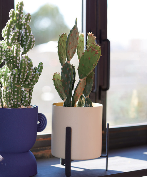 journal standard Furniture （ジャーナルスタンダードファニチャー）の「【Brown./ブラウン】ウチワサボテン ポット 31 フェイクグリーン（インテリア雑貨・レディース・グリーン・FREE）」の2枚目の写真