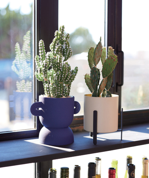 journal standard Furniture （ジャーナルスタンダードファニチャー）の「【Brown./ブラウン】ウチワサボテン ポット 31 フェイクグリーン（インテリア雑貨・レディース・グリーン・FREE）」の3枚目の写真