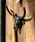 DULTONi_gj́uBULL SKULL HOOK/Ǖt tbNi[ObYjvbubN