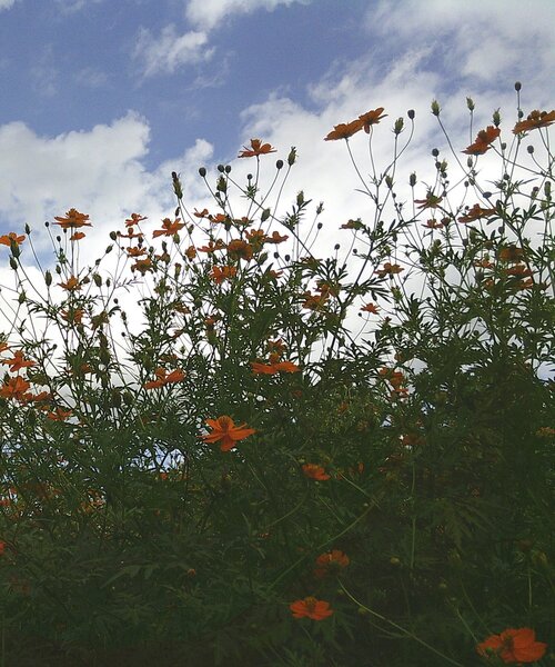 BIRTHDAY BAR（バースデイバー）の「デジタルカメラ KC-AF11（カメラ/カメラグッズ・レディース・ホワイト/ブラック・0）」の7枚目の写真