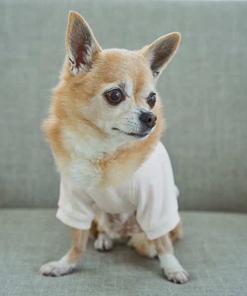 ROPE' PICNIC(ロペピクニック)の「【DOG】RENU photo Tee/UVカット・接触冷感・リンクコーデ(ペットウェア・レディース・ホワイト系その他2/ホワイト系その他3・D/S/M/L)」の12枚目の写真