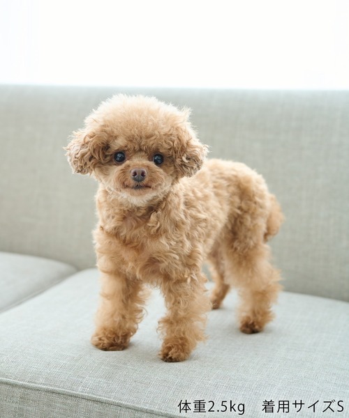 ROPE' PICNIC(ロペピクニック)の「【DOG】RENU photo Tee/UVカット・接触冷感・リンクコーデ(ペットウェア・レディース・ホワイト系その他2/ホワイト系その他3・D/S/M/L)」の14枚目の写真