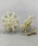 nicott�i�j�R�b�g�j�́uNC:Crystal peccle Earring �N���X�^���y�u���C�������O�i�C�������O�j�v�bC