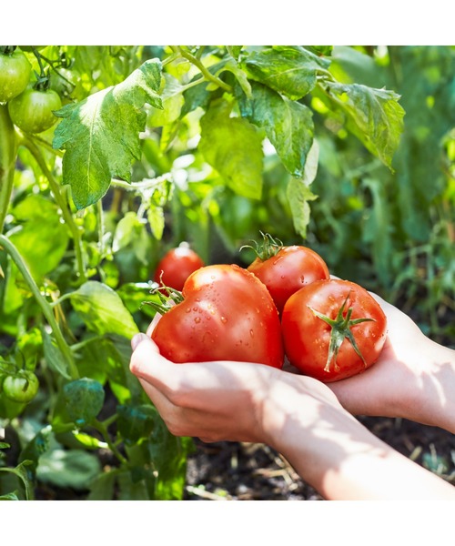 レプリカ オードトワレ フロム ザ ガーデン (10mL)（香水）｜Maison