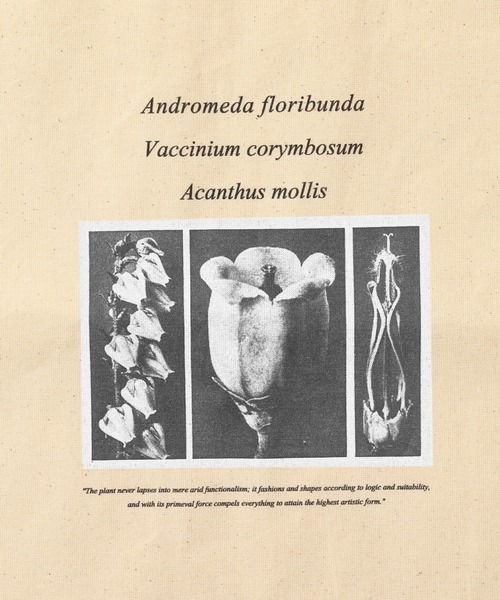 SLOBE IENA（スローブイエナ）の「【Karl Blossfeldt/カールブロスフェルト】SLOBE別注 トートバッグ◆（トートバッグ・レディース・ホワイト/ホワイト系その他/ホワイト系その他2・FREE）」の9枚目の写真