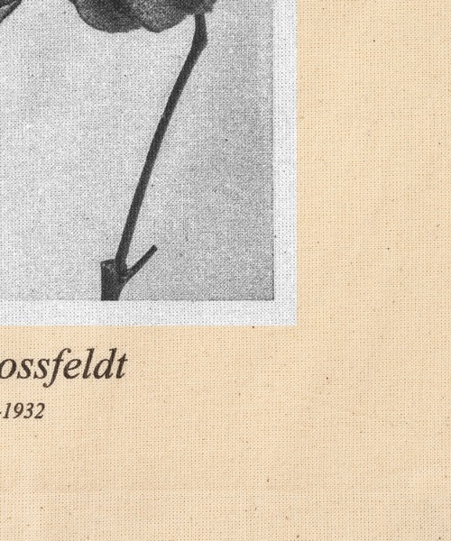 SLOBE IENA（スローブイエナ）の「【Karl Blossfeldt/カールブロスフェルト】SLOBE別注 トートバッグ◆（トートバッグ・レディース・ホワイト/ホワイト系その他/ホワイト系その他2・FREE）」の13枚目の写真