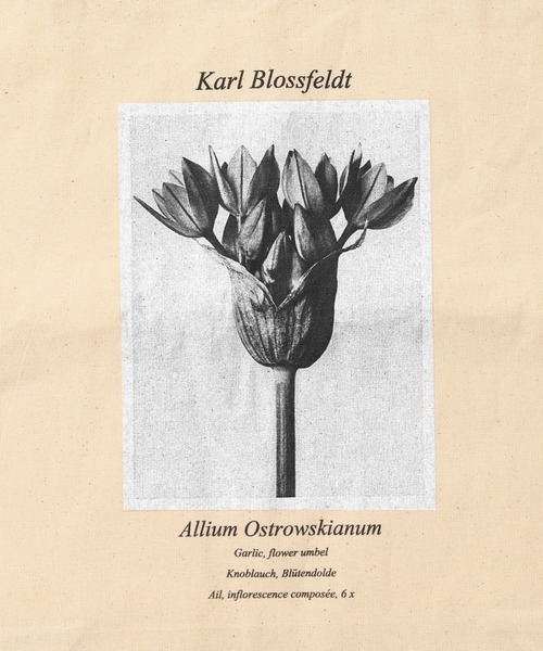SLOBE IENA（スローブイエナ）の「【Karl Blossfeldt/カールブロスフェルト】SLOBE別注 トートバッグ◆（トートバッグ・レディース・ホワイト/ホワイト系その他/ホワイト系その他2・FREE）」の15枚目の写真