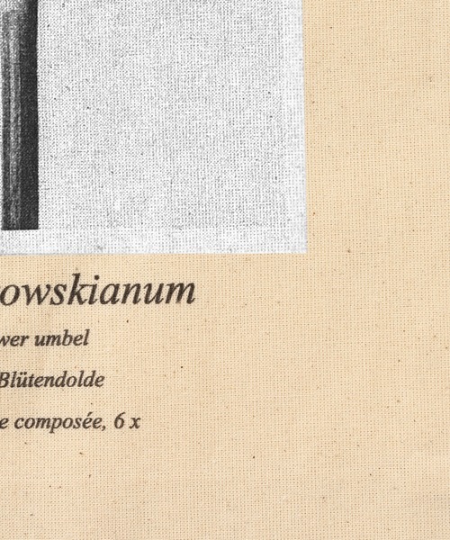 SLOBE IENA（スローブイエナ）の「【Karl Blossfeldt/カールブロスフェルト】SLOBE別注 トートバッグ◆（トートバッグ・レディース・ホワイト/ホワイト系その他/ホワイト系その他2・FREE）」の16枚目の写真