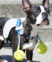 SPICE OF LIFE | 【在庫限り】ドッグウェア＆扇風機セット(ミニファン) Mサイズ(ペットウェア)