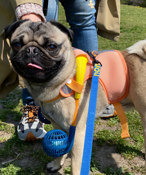 SPICE OF LIFE（スパイス オブ ライフ）の「【在庫限り】ドッグウェア＆扇風機セット(ミニファン) Mサイズ（ペットウェア・レディース・ネイビー/レッド/ライム/イエロー・M）」の3枚目の写真