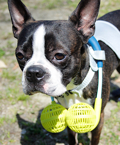 SPICE OF LIFE（スパイス オブ ライフ）の「【在庫限り】ドッグウェア＆扇風機セット(ミニファン) Mサイズ（ペットウェア・レディース・ネイビー/レッド/ライム/イエロー・M）」の10枚目の写真