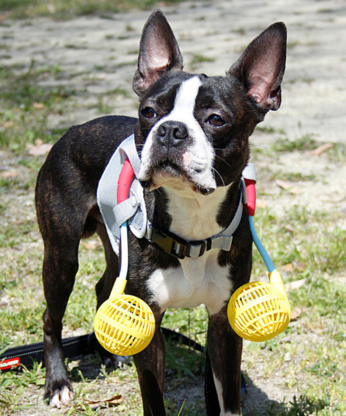 SPICE OF LIFE（スパイス オブ ライフ）の「【在庫限り】ドッグウェア＆扇風機セット(ミニファン) Mサイズ（ペットウェア・レディース・ネイビー/レッド/ライム/イエロー・M）」の20枚目の写真