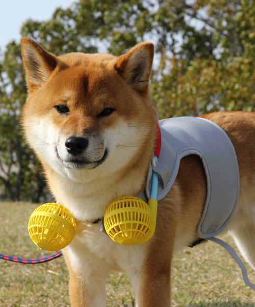 SPICE OF LIFE（スパイス オブ ライフ）の「【在庫限り】ドッグウェア＆扇風機セット(ミニファン) Mサイズ（ペットウェア・レディース・ネイビー/レッド/ライム/イエロー・M）」の15枚目の写真