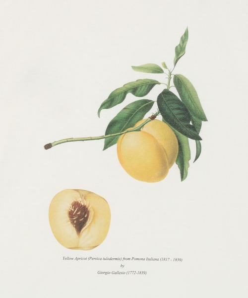 Bshop（ビショップ）の「History of Art | プリントTシャツ APRICOT MEN（Tシャツ/カットソー・メンズ・D・LARGE/XX-LARGE/X-LARGE）」の3枚目の写真