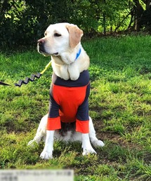 GREEN BOWL（グリーンボウル）の「【GREEN BOWL】オリジナル ストレッチTシャツ / 犬服 / ドッグウェア/ 中型・大型犬 (胴回り66cm)（ペットウェア）」
