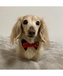 tone（トーン）の「【MocoHouse】襟付き蝶ネクタイ 犬用蝶ネクタイ/ペット用蝶ネクタイ/付け襟(SU)（リード/ハーネス/首輪）」