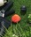LAKOLE�i���R���j�́u�p�b�J�u���~�j���W���V�[�g / 324952�i�A�E�g�h�A�O�b�Y�j�v�b�I�����W