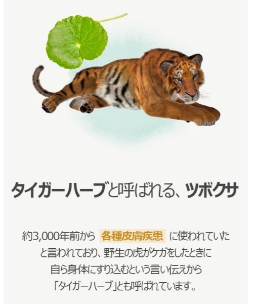 ONE THING（ワンシング）の「【ONE THING/ワンシング】CENTELLA ASIATICA EXTRACT 150ml(ツボクサ化粧水)（化粧水・レディース・ホワイト・FREE）」の6枚目の写真