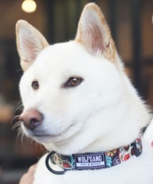 WOLFGANG MAN＆BEAST（ウルフギャングマンアンドビースト）の「WOLFGANG/ウルフギャング 犬用 首輪 LosMuertos Collar Mサイズ WC-002-19（リード/ハーネス/首輪）」