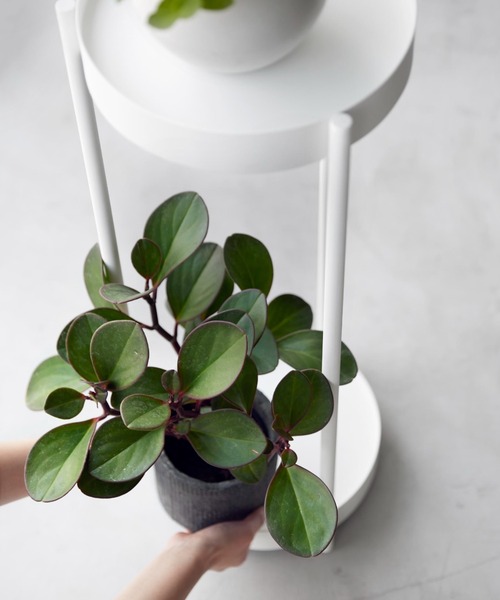 BIRTHDAY BAR（バースデイバー）の「tower キャスター付きプランタースタンド 2段（収納グッズ・レディース・ブラック/ホワイト・フリー）」の6枚目の写真