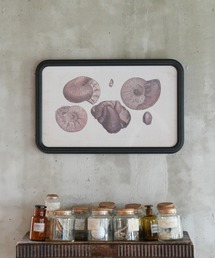 DULTON(_g)ART FRAME AMMONITE/Ǌ| A[g t[ AiCg(|X^[/A[g)