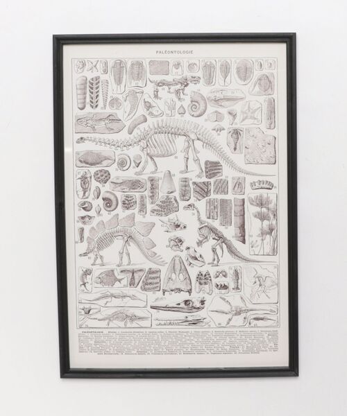 ART FRAME PALEONTOLOGIE/壁掛け アート フレーム パレオントロジー
