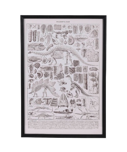DULTON(ダルトン)の「ART FRAME PALEONTOLOGIE/壁掛け アート フレーム パレオントロジー(ポスター/アート・メンズ・その他・FREE)」の3枚目の写真