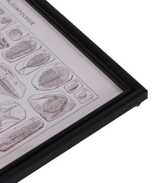 DULTON(ダルトン)の「ART FRAME PALEONTOLOGIE/壁掛け アート フレーム パレオントロジー(ポスター/アート・メンズ・その他・FREE)」の5枚目の写真