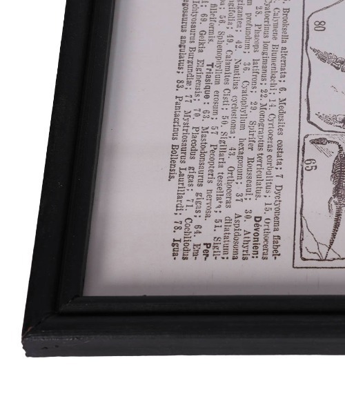 DULTON(ダルトン)の「ART FRAME PALEONTOLOGIE/壁掛け アート フレーム パレオントロジー(ポスター/アート・メンズ・その他・FREE)」の8枚目の写真