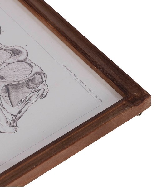 ART FRAME TRICERATOPS/壁掛け アート フレーム（ポスター/アート