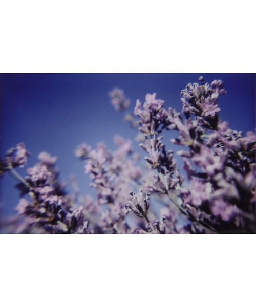 L'OCCITANE(ロクシタン)の「ラベンダー クレンジングハンドウォッシュ 300mL(ハンドソープ・レディース・その他・FREE)」の4枚目の写真