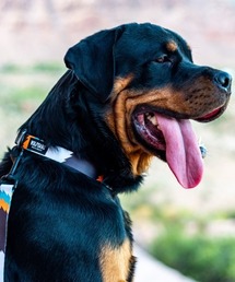 WOLFGANG MAN＆BEAST（ウルフギャングマンアンドビースト）の「WOLFGANG/ウルフギャング 犬用 首輪 BigShock Collar Sサイズ WC-001-75（リード/ハーネス/首輪）」