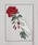 LEGENDA�i���W�F���_�j�́uFrame Hand Rose Embroidery ���[�Y�V���G�b�g�N���[�l�b�NT�V���c�iT�V���c/�J�b�g�\�[�j�v�b�ڍ׉摜