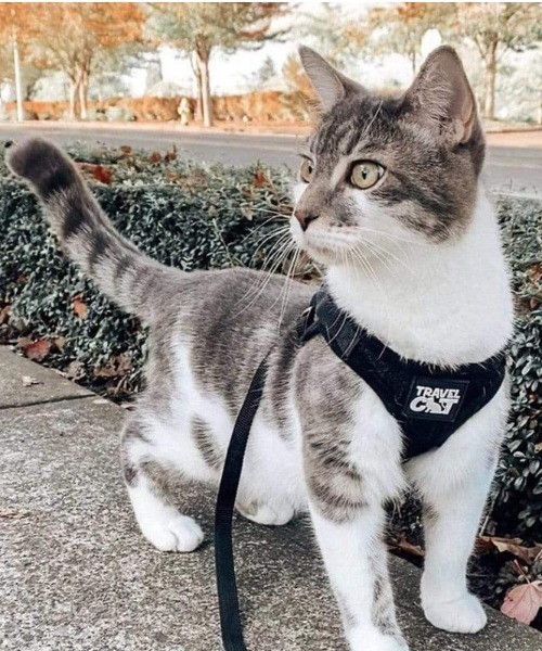 A.en(エイエン )の「The True Adventurer Harness & Leash(リード/ハーネス/首輪・メンズ・グレー/ブラック/エメラルド/ブルー/レオパード・S/M)」の1枚目の写真