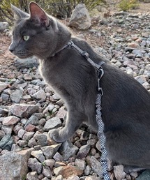 A.en | Day Tripper H-Style Cat Harness & Leash Set(リード/ハーネス/首輪)