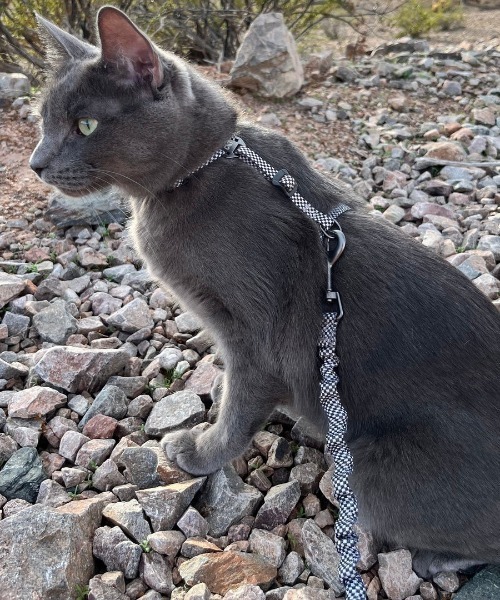 A.en(エイエン )の「Day Tripper H-Style Cat Harness & Leash Set(リード/ハーネス/首輪・メンズ・マルチ/チェック・FREE)」の1枚目の写真