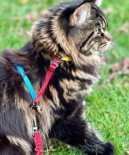 A.en(エイエン )の「Day Tripper H-Style Cat Harness & Leash Set(リード/ハーネス/首輪・メンズ・マルチ/チェック・FREE)」の2枚目の写真