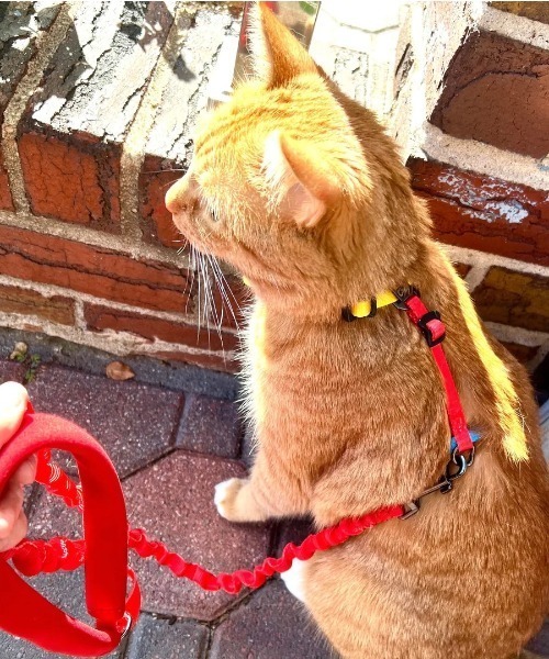 A.en(エイエン )の「Day Tripper H-Style Cat Harness & Leash Set(リード/ハーネス/首輪・メンズ・マルチ/チェック・FREE)」の3枚目の写真