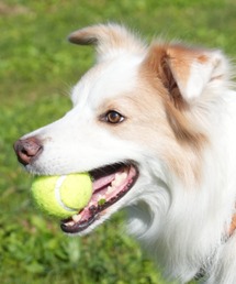 DULTON(_g)TENNIS BALL SET OF 3 M/ejX{[ Zbg 3pcs(ybgp)