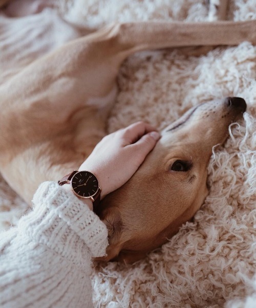 Daniel Wellington（ダニエルウェリントン）の「PETITE BRISTOL時計ベルト（アナログ腕時計・レディース・ゴールド・32mm/28mm）」の5枚目の写真