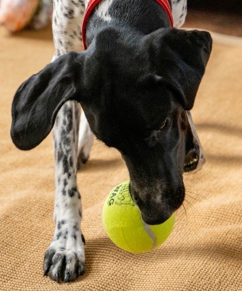 DULTON（ダルトン）の「TENNIS BALL SET OF 2 L/テニスボール セット 2pcs（ペット用おもちゃ・メンズ・イエロー・L）」の2枚目の写真