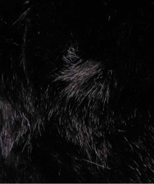 Casselini(キャセリーニ)の「Casselini(キャセリーニ)ロシア帽(ニットキャップ/ビーニー・レディース・アニマル/ブラック/ベージュ・FREE)」の21枚目の写真