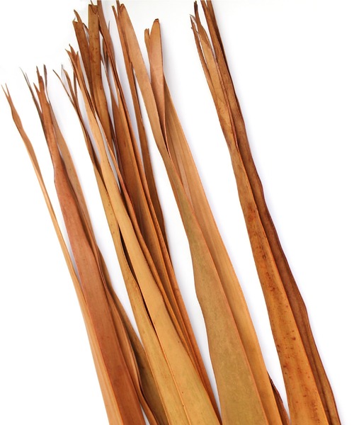 TOSSDICE / BamBooks the Heritage(トスダイス/バンブックスザヘリテイジ)の「【 TOSSDICE / トスダイス 】 フレグランス スティック / PALM LEAF(ルームフレグランス/お香・レディース・ホワイト/グリーン/ブラウン・FREE)」の4枚目の写真