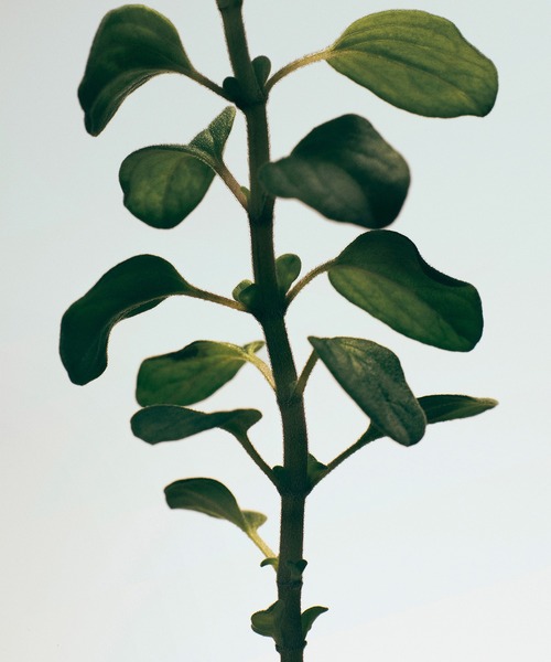 LOEWE Perfumes（ロエベ パルファム）の「ロエベ ボディローション オレガノ（ボディケア/ボディクリーム・レディース・その他・FREE）」の3枚目の写真