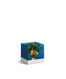 LOEWE Perfumes（ロエベ パルファム）の「ロエベ キャンドル