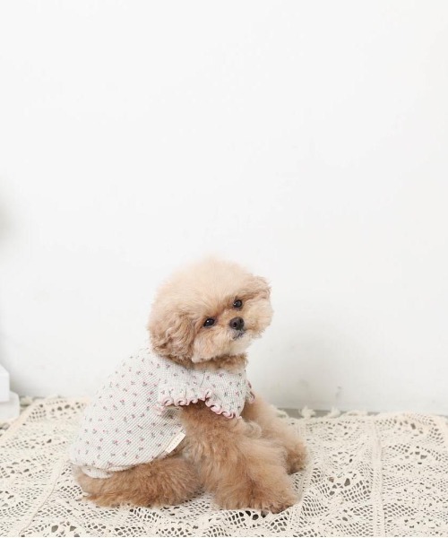 moncheri（モンシェリ）の「冷感小花柄ショルダーメローフリルトップス【接触冷感】（ペットウェア・レディース・ピンク/ブルー・XL/S/M/L/XS/2M）」の14枚目の写真